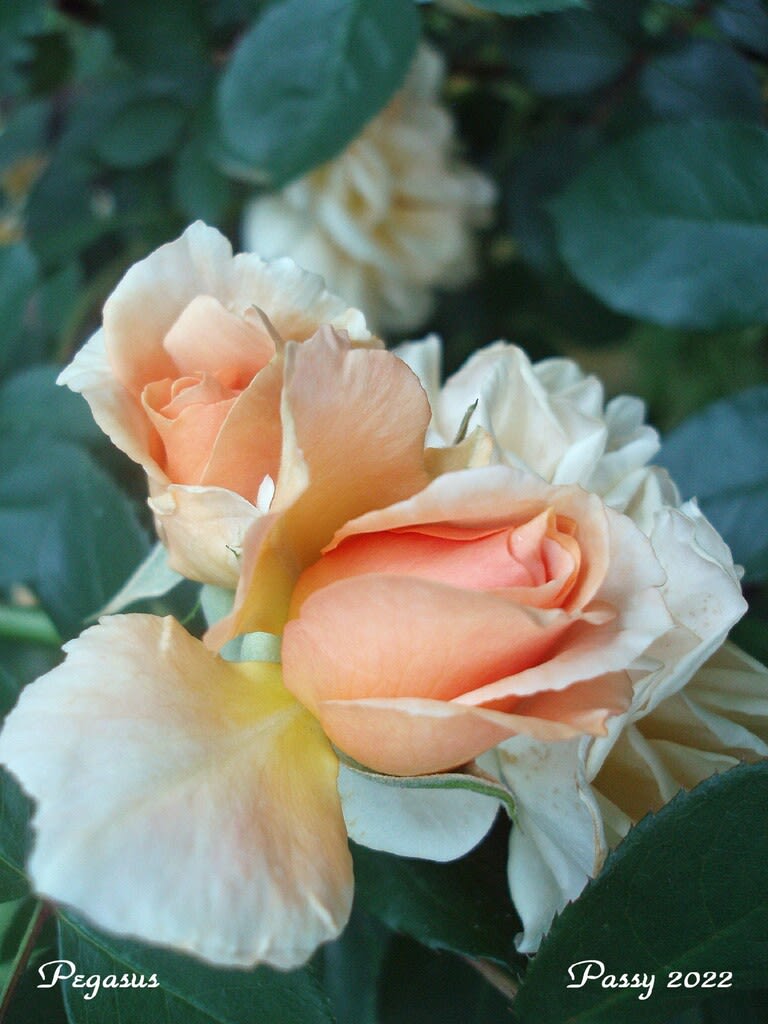 薔薇の園 * 2022 * Vol.14 * ペガサス * 京成バラ園