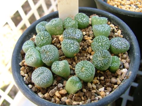 植え替えコノフィツム編 - きょうも今日とて