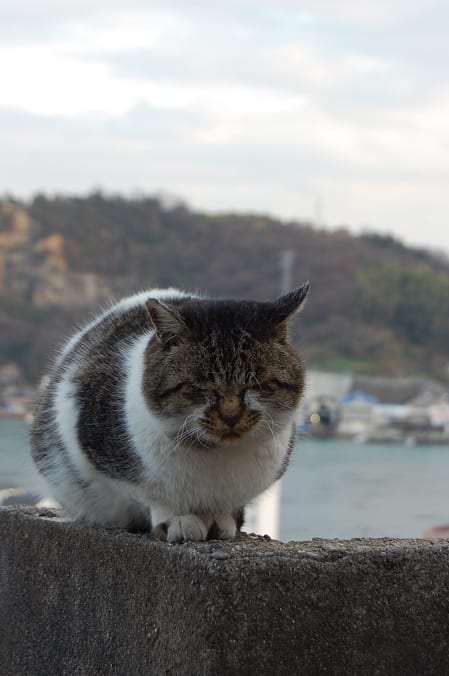 尾道、猫道、ねこまみれ。 - カッパのロードスター