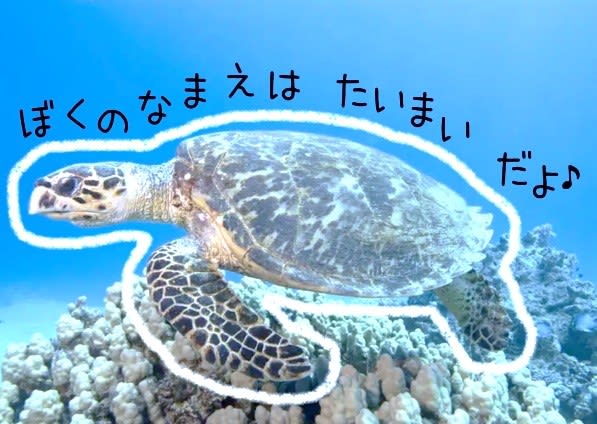 べっ甲製 家紋額 - 岐阜 宝石の岩田時計舗 公式ブログ べっ甲製 家紋額 - 岐阜 宝石の岩田時計舗 公式ブログ