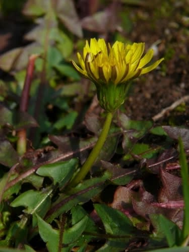 セイヨウタンポポ｜動植物図鑑｜水とみどりの森の駅｜岡崎