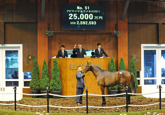 全国総量無料で 写真と映像でみる【セレクトセール2012(第1日目、1歳馬)】(高額 スポーツ・フィットネス