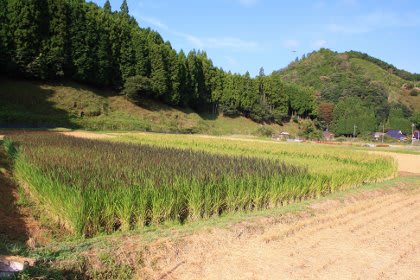 稻作ライブ おもしろくてたいへんな田んぼの一年 | サルイン 著