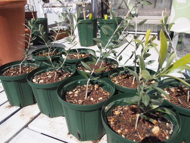 オリーブ春の挿し木ハウス - Olive Gardening過去ログ倉庫 オリーブ春の挿し木ハウス - Olive Gardening過去ログ倉庫