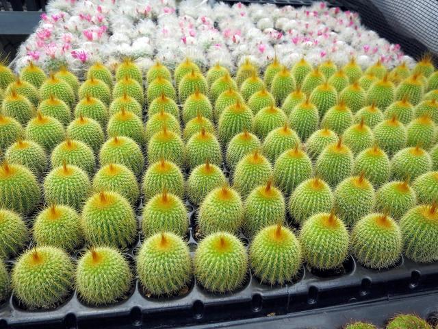 サボテン、2年物、実生苗、移植 - 春夏秋冬 花 mikio サボテン、2年物、実生苗、移植 - 春夏秋冬 花 mikio