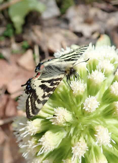 ヒメギフチョウ56頭 ヒメギフチョウ56頭