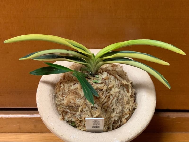富貴蘭 本性 羆（藤井羆2）縞あり大小4本立ち 円く