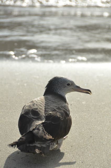 ミズナギドリが運ぶ、島のクリスマス♪ - 小笠原諸島・母島
