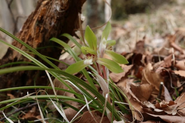 日本の里山に咲く野生らん「シュンラン」 - 山と蘭と恋の華 日本の里山に咲く野生らん「シュンラン」 - 山と蘭と恋の華