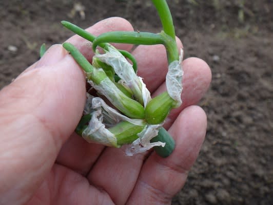 草刈り、やぐらネギの植え付け、分葱(わけぎ)の掘り上げ - 東京 草刈り、やぐらネギの植え付け、分葱(わけぎ)の掘り上げ - 東京