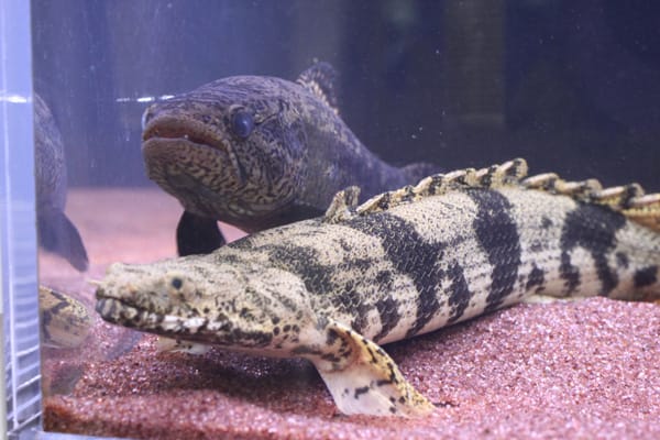 120センチ水槽混泳状況 - 熱帯魚ギョギョッ!!