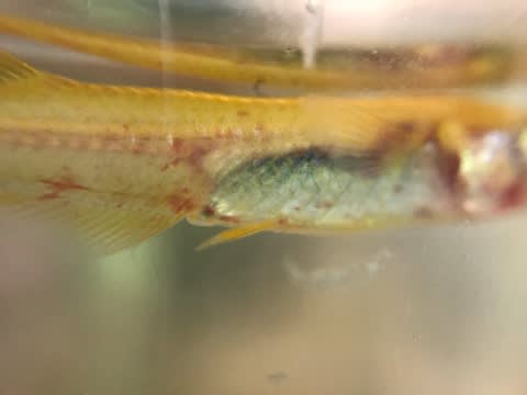 ヒメダカ 絶望的 すい丸の自由研究 ヒメダカ 絶望的 すい丸の自由研究