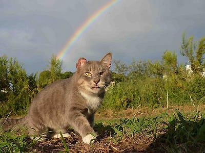 睨む猫 河川敷にて （河川敷に捨てられた箱の中に！ | NPO