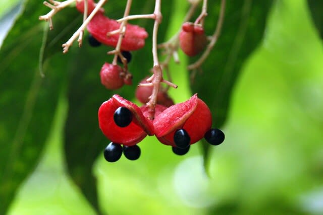 ゴンズイの種 トキリマメの種 クサギの実 冬桜など２０２０ - 四季の風景