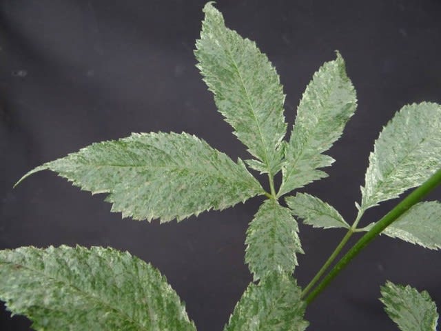 トチバニンジン 「白砂」 斑入り 白散り三光斑 銀ノリの地合いに トチバニンジン 「白砂」 斑入り 白散り三光斑 銀ノリの地合いに