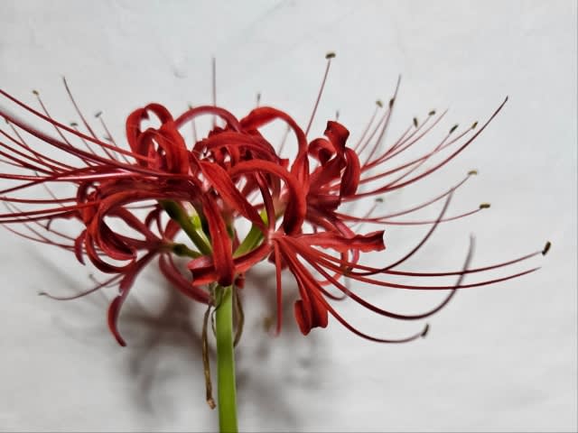 墨彩画で描く「彼岸花」 3 オシベとメシベ - 水墨画・墨彩画家