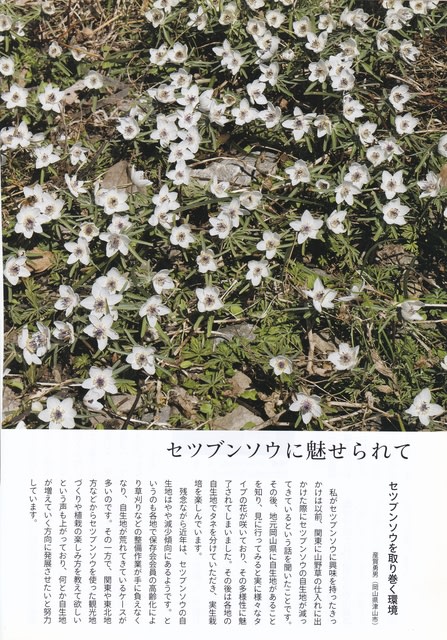 セツブンソウ 節分草 赤花 サンプル