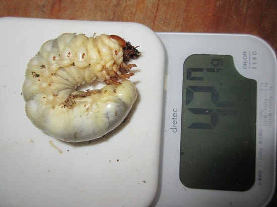 ギラファ幼虫が大きくなってました - 昆虫採集記