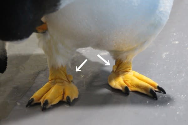 ジェンツーペンギンの足 - ペンギン音頭 ジェンツーペンギンの足 - ペンギン音頭