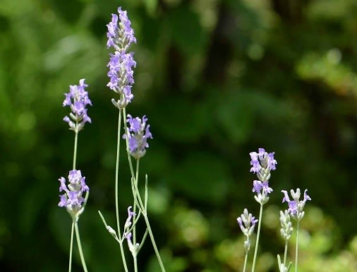 【激安大特価！】 鉢植えのラベンダー 2種 - Koba の庭～春夏秋冬 エッセンシャルオイル