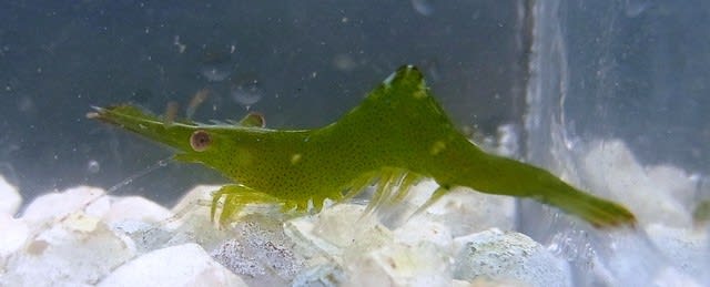 内湾調査平成17年6月 アマモ場の生物や初夏の内湾生物 - 東京都