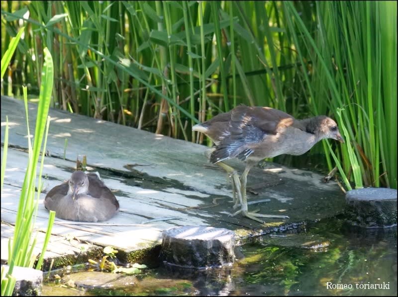 専門ショップ バンの幼鳥 - 気楽にとり(鳥＆撮り)歩き 彫刻・オブジェ