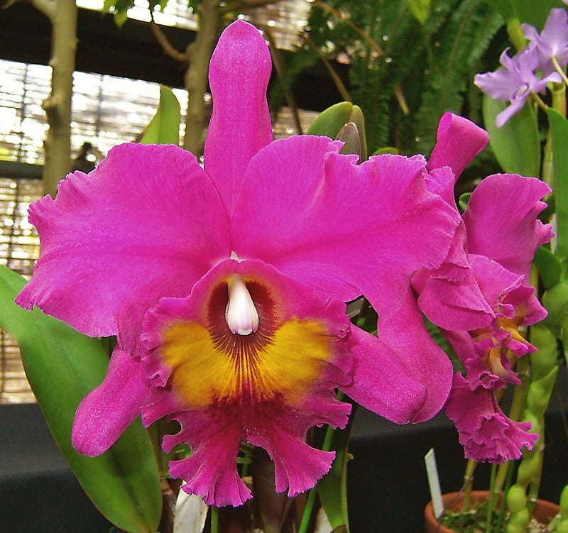 Rlc. King of Taiwan'ORCHIS' - カトログ !! ~ カトレヤ交配種 Rlc. King of Taiwan'ORCHIS' - カトログ !! ~ カトレヤ交配種
