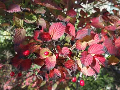 てん 秋の紅葉や赤い実が美しい オトコヨウゾメ 465 樹高1.8m位 秋の紅葉や赤い実が美しい オトコヨウゾメ 465 樹高1.8m位