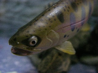 原色淡水魚図鑑Ⅰ】 ヤマメ - 【 保護犬:ハッチ日記 】