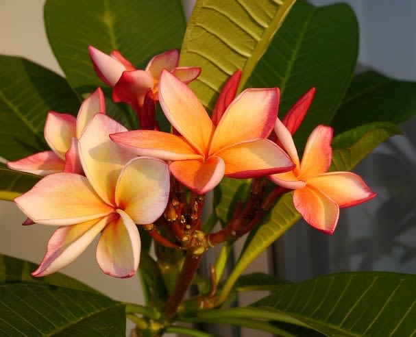 プルメリア 花咲き通し鉢植え