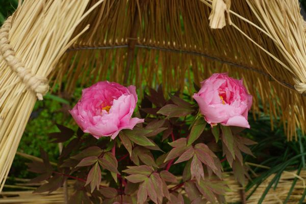 藁帽子（わらぼっち）と冬ぼたん 2017 ～ 筥崎宮花庭園