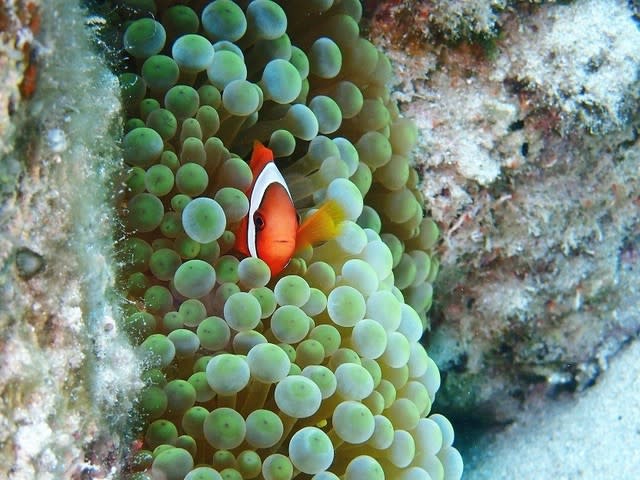 綺麗なサンゴ礁で海遊び！！☆ - トネリコ日記