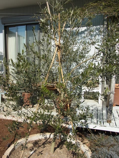 オリーブ剪定はじめました - Olive Gardening過去ログ倉庫 オリーブ剪定はじめました - Olive Gardening過去ログ倉庫
