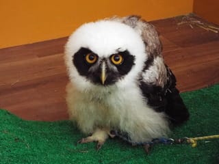 メガネフクロウのヒナが入荷しました 水戸熱帯魚センターの珍しい生き物たち メガネフクロウのヒナが入荷しました 水戸熱帯魚センターの珍しい生き物たち