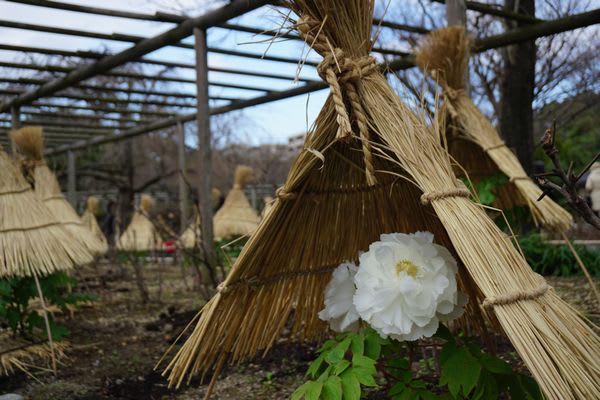藁帽子(わらぼっち）と冬ぼたん ～ 筥崎宮 神苑花庭園