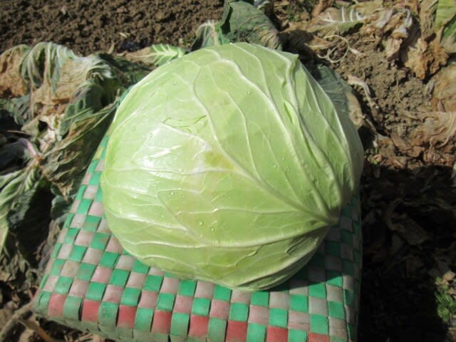 キャベツ（9玉サイズ） 【業務用食材の仕入れなら八面六臂】
