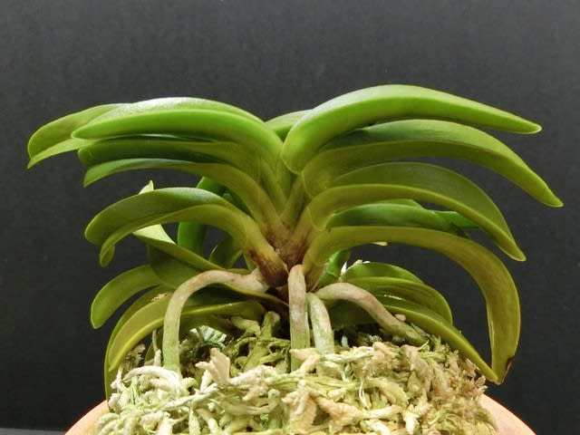 翠華殿 - 奥深い富貴蘭 翠華殿 - 奥深い富貴蘭