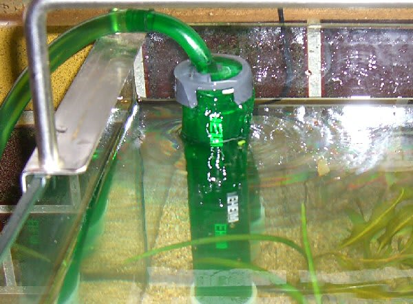 屋外飼育のメダカとアクアリウム(7)エーハイム2211＋底面OF