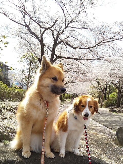 2024.4.4 桜見ながらのお散歩🎵 何処もかしこも桜満開🌸✨ #桜