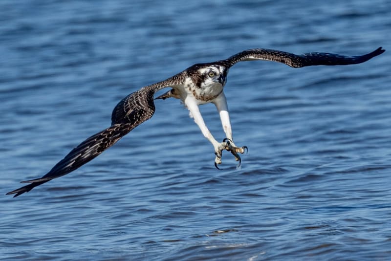 ミサゴの飛翔（１） - 徒然なる野鳥のままに悠々散歩