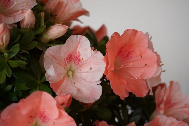 若恵比須 - 皐月の花・専科