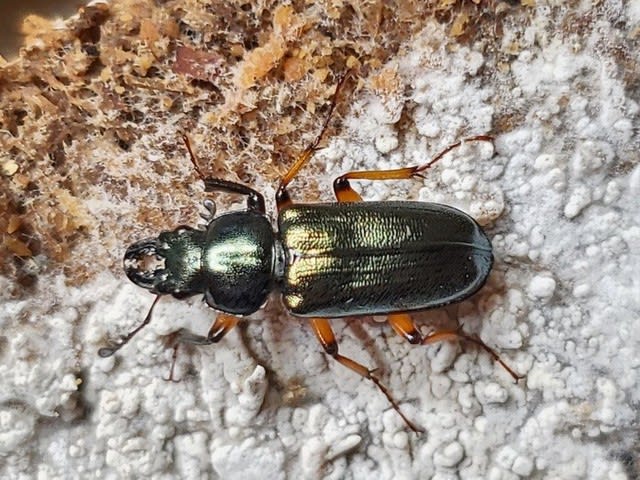 ウンゼンルリクワガタ（規制前野外採集品：佐賀県産）１♂・２♀ ウンゼンルリクワガタ（規制前野外採集品：佐賀県産）1♂・2♀