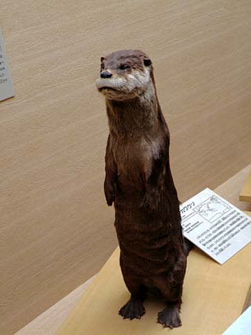 むし 虫 ウォチング 群馬県立自然史博物館 （富岡市） - グッド