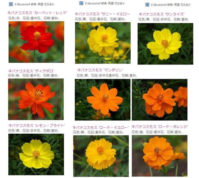 キバナコスモス 黄花秋桜 都内散歩 散歩と写真