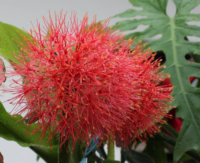 線香花火(お花です) - 沖縄の四季の花