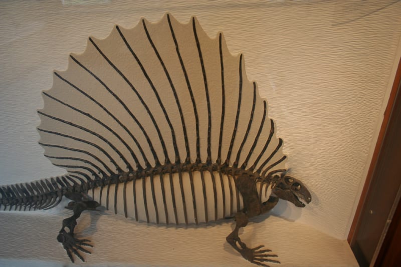 Harvard Museum of Natural History訪問記2 - テツの部屋B Harvard Museum of Natural History訪問記2 - テツの部屋B