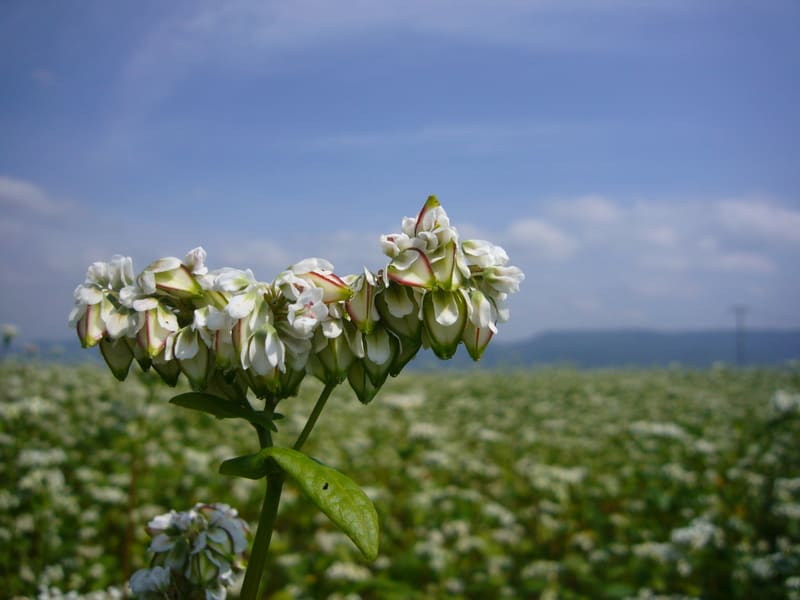 赤い蕎麦と白い蕎麦の花・・・ - いつもiらしく 赤い蕎麦と白い蕎麦の花・・・ - いつもiらしく