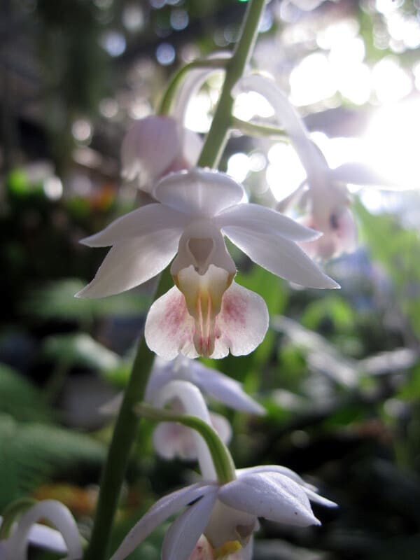 霧島エビネ２株花芽２個 （６９５）｜ラン