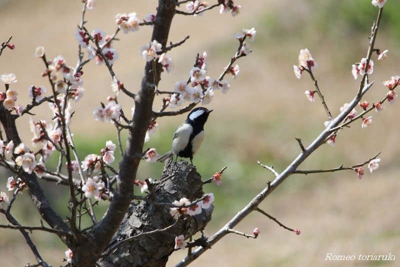 シジュウカラ、ヒヨドリ、梅の花に… - 気楽にとり(鳥＆撮り)歩き