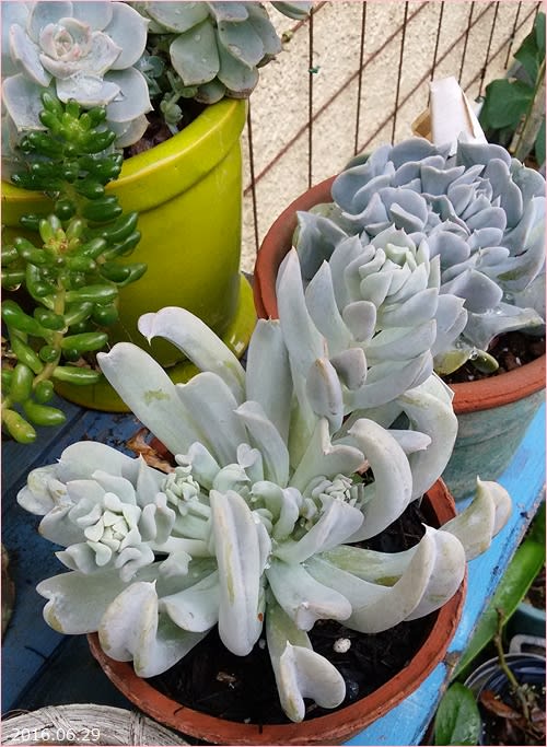 6月の多肉たち*寄せ植えの子たち - * m's small garden 6月の多肉たち*寄せ植えの子たち - * m's small garden